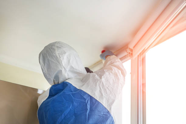 Why You Should Choose Our Mold Remediation Services in Hemet, CA